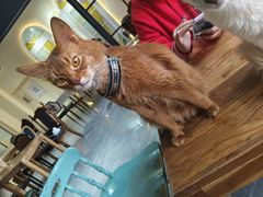 -猫小院猫主题餐厅(南锣旗舰店)