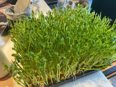 活体豆苗-煲宫猪肚鸡(晶品店)