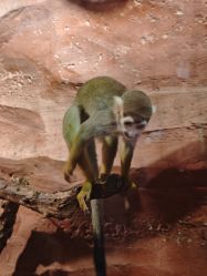 -Zoolung Zoolung动物主题公园(海信广场店)