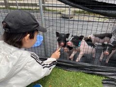 -前小桔亲子创意农场·草莓采摘·露营烧烤