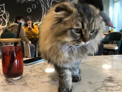 -遇见羊驼·奶狗咖·布偶猫咖·法斗柯基柴犬阿拉斯加(春熙路太古里IFS店)