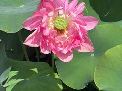 -莲花池公园