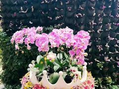 -花之城