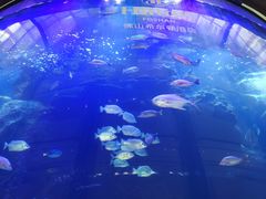 -OPEN開全日自助餐厅·西餐·海鲜(佛山希尔顿酒店)