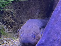 -上海海洋水族馆