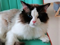 -猫在这儿猫咪咖啡馆·撸猫馆