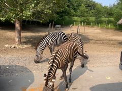 -北京野生动物园