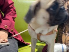 -北京派仕佳德动物医院·超导核磁·CT·神经科·骨科·内外科·急重症管理中心