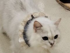 -共舞时光猫咖·狗咖(新街口店)