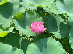 -莲花池公园