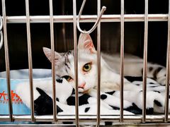 -安安宠医宠物医院·异宠·犬猫内科(岳阳分院)