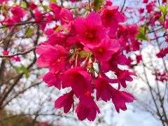 -天适樱花悠乐园