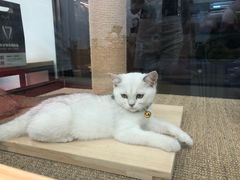 -袖虎宠物(岭南新世界店)