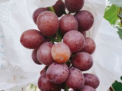 -马陆小张葡萄园农家乐