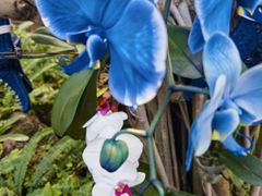 -北京植物园-展览温室