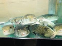 -天正河鲀·河豚亭(大连店)