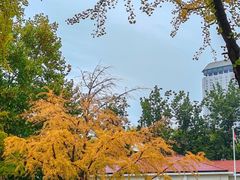 -三里屯东五街银杏大道