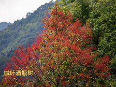 -广州市流溪河国家森林公园