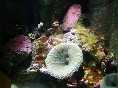 -悉尼海洋生物水族馆