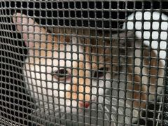 -瑞派福兴宠物医院犬猫全科·骨科·中西医结合(河东店)