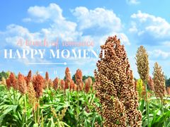 -三圣花乡旅游区