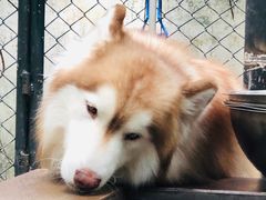 -TrueLove @ Neverland (Husky Cafe)