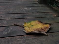 -南宁良凤江国家森林公园