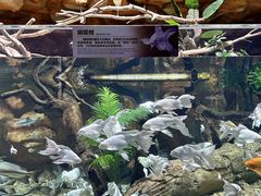 -珠海横琴长隆《卡卡虎奇遇记》