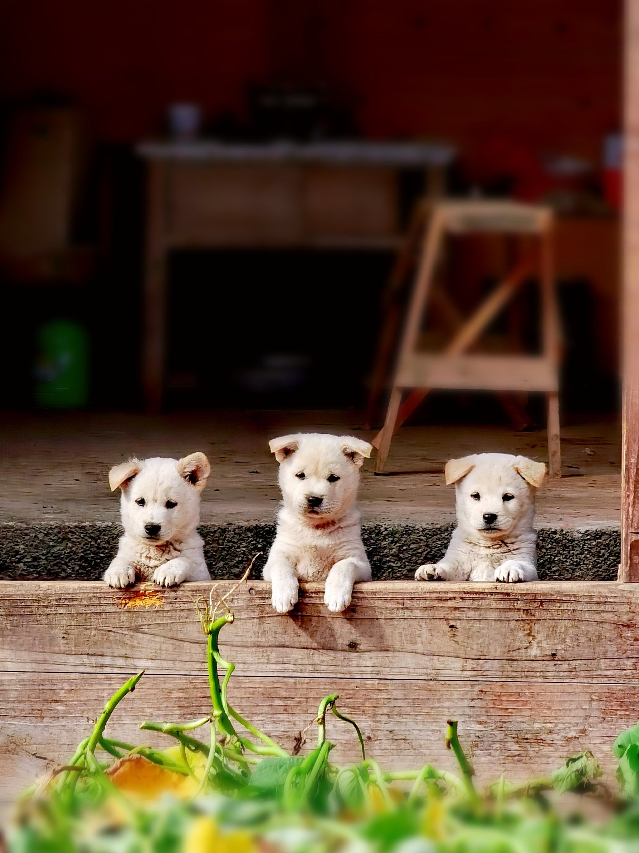 龙岩培田古村落里三只整整齐齐的小奶狗