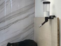 -浣熊柯尔鸭土拨鼠·电玩咖