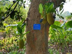 -中国科学院西双版纳热带植物园
