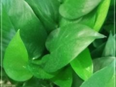 -吃饼人西餐(南开店)