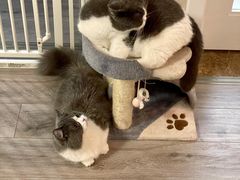 -猫大福·Fortune Cat猫舍(百子湾店)
