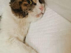 -北京观赏动物医院·24小时大型综合·猫专科·异宠专科