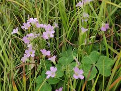 -昆山城市生态森林公园
