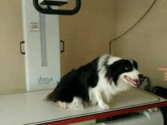 android_upload_pic-爱侣宠医·鹦鹉专科·小型哺乳类·异宠专科(灵石路店)