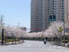 -高东镇樱花园