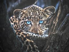 -罗红摄影艺术馆