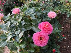 -人民公园(罗湖区)