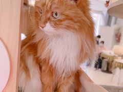 -平行世界·猫咖(首经贸店)