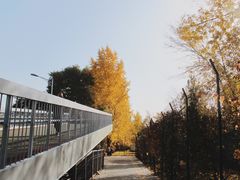 -三里屯东五街银杏大道