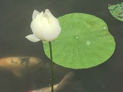 -鹅湖玫瑰文化园
