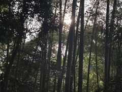 -大余丫山旅游度假区