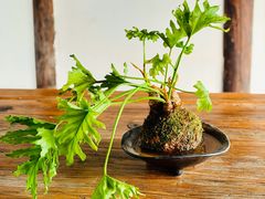 -月栖华明-云间草堂清茶馆(泗泾古镇店)