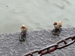 -西湖游船