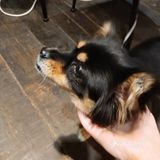 蓝莓丹麦🇩🇰树莓丹麦