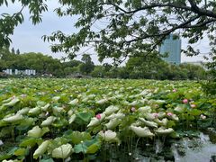 -无锡蠡湖国家湿地公园-蠡园