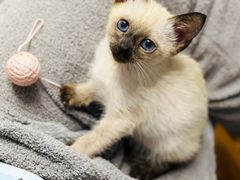 -欣宠猫屋·矮脚拿破仑·蓝金金渐层