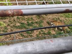 -合肥野生动物园