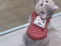 -屋虎猫馆(宝安大仟里店)